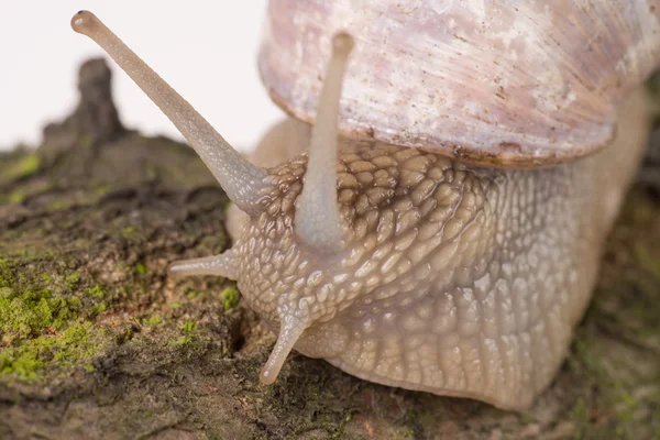 Snail — Stock Photo, Image