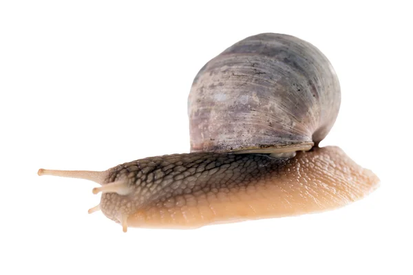 Snail — Stock Photo, Image