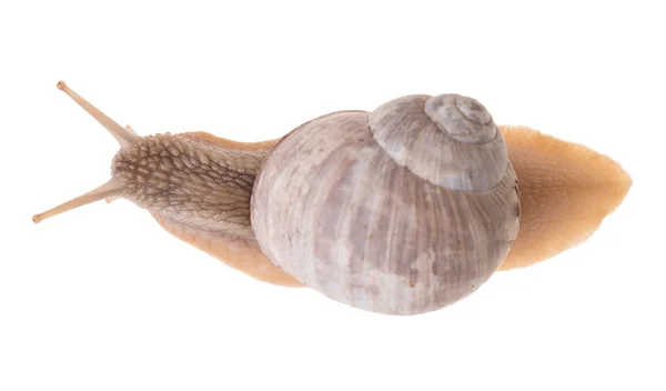 Snail — Stock Photo, Image