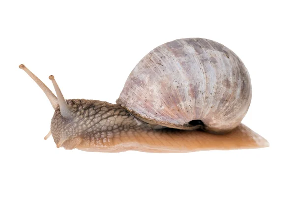 Snail — Stock Photo, Image