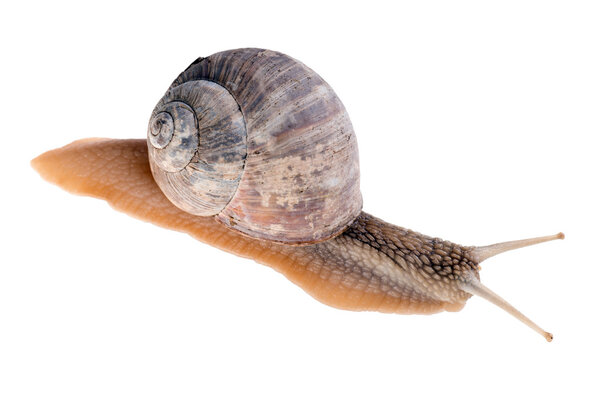 Snail