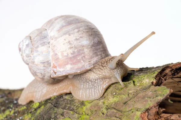 Escargot Photo De Stock