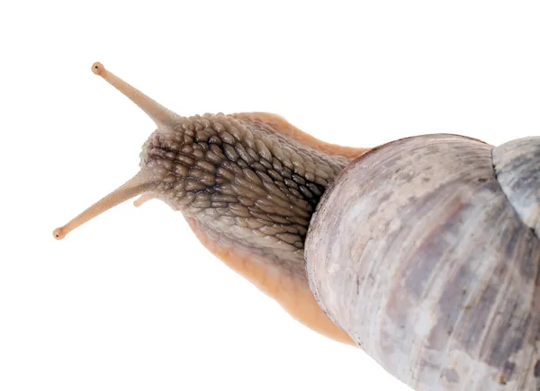 Escargot Images De Stock Libres De Droits