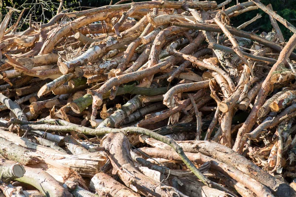 Firewood — Stock Photo, Image