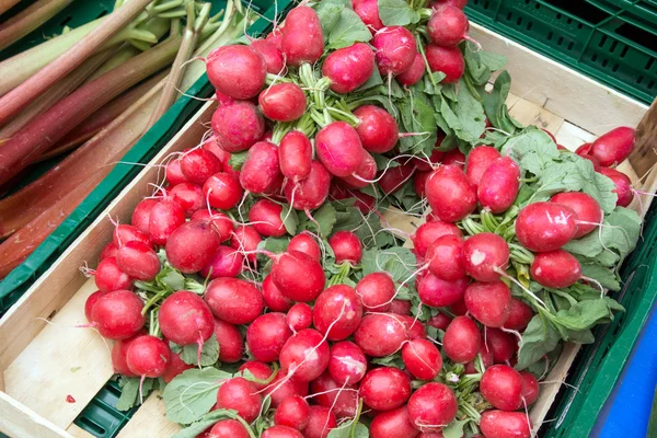 Radish — Stock Photo, Image