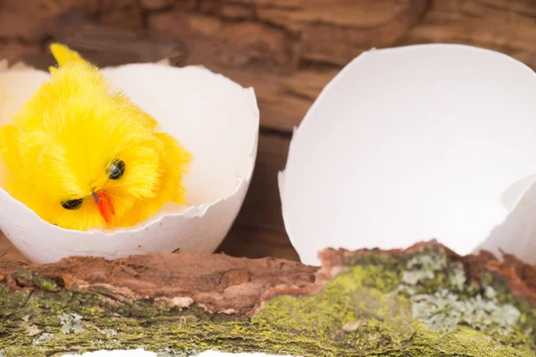 치킨 계란 — 스톡 사진