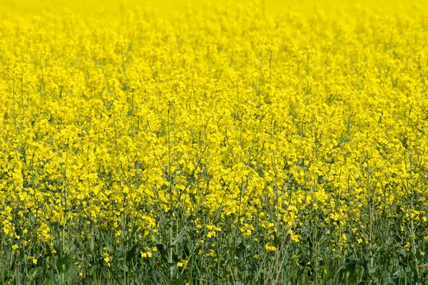 Agriculture — Stock Photo, Image