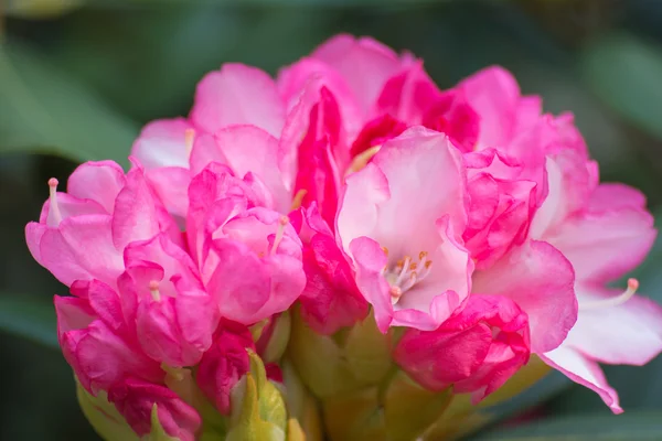 Azalea — Stok fotoğraf