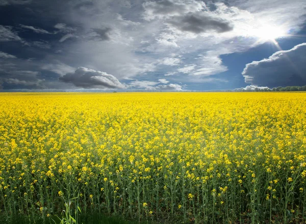 Rapsfält — Stockfoto