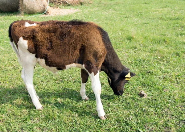 Pequena vaca — Fotografia de Stock