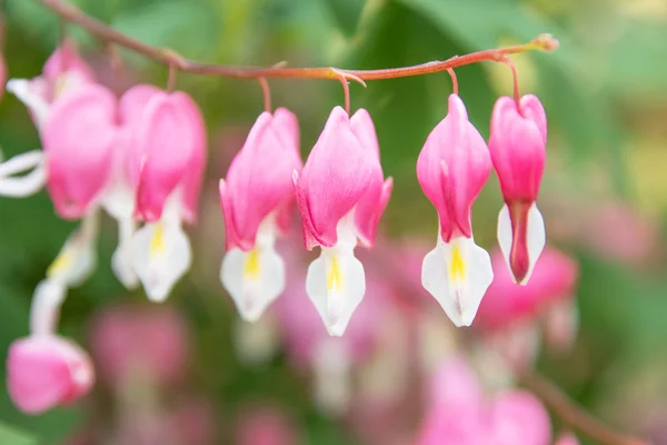 Bleeding heart — Stock Photo, Image