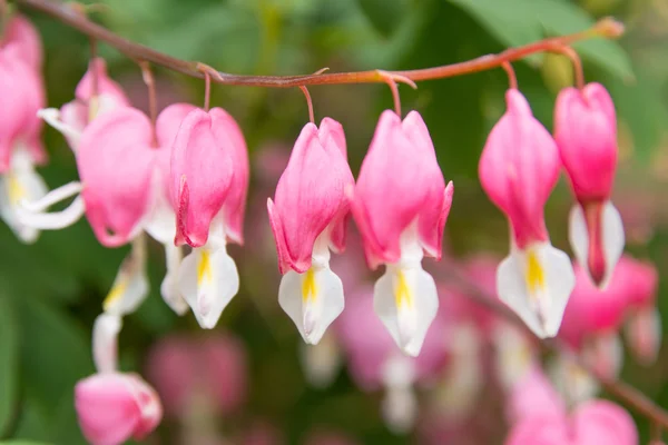 Bleeding heart — Stock Photo, Image