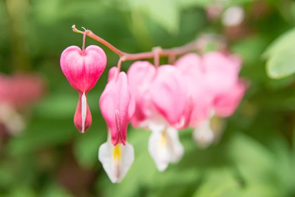 Blödande hjärta — Stockfoto