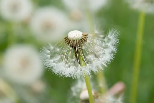 Paardebloem — Stockfoto