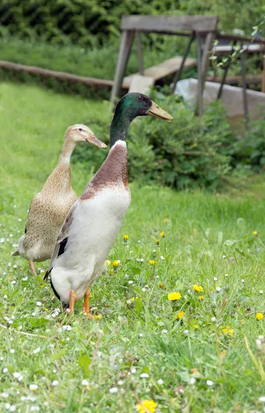 Enten — Stockfoto