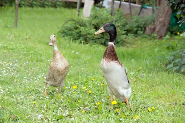 Enten — Stockfoto