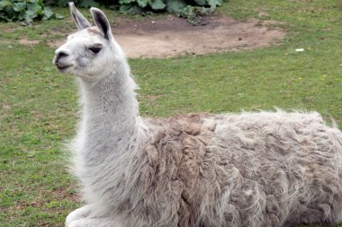 Lama.
