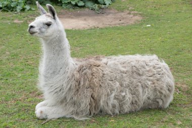 Lama.