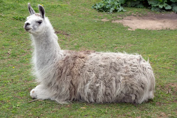 Lama — Stockfoto