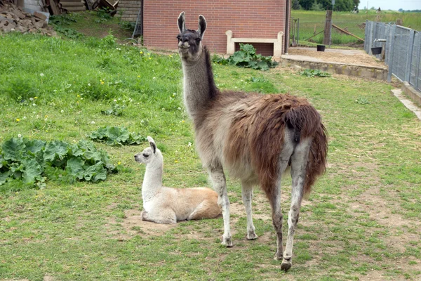 Lama Ordförande — Stockfoto