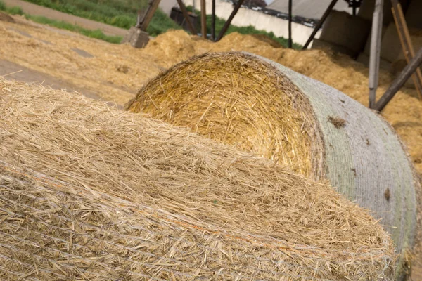 Agriculture — Stock Photo, Image