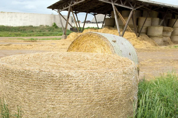 Agriculture — Stock Photo, Image