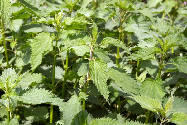 Urtiga picante — Fotografia de Stock