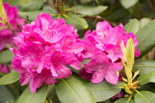 Rhododendron — Stock Photo, Image