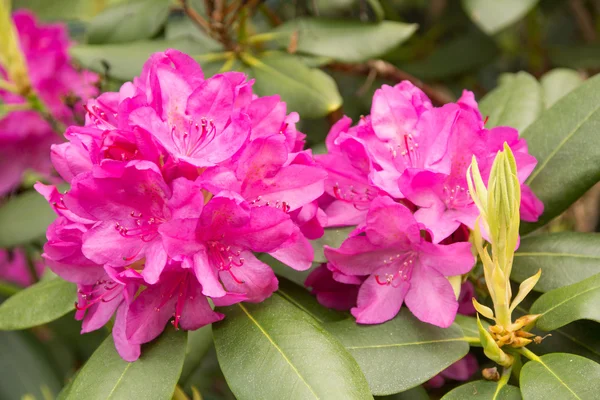 RHODENDRON เป็นส่วนหนึ่งของ — ภาพถ่ายสต็อก