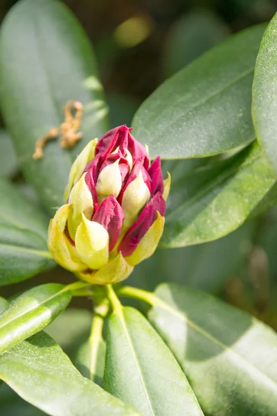 Rododendron — Fotografie, imagine de stoc