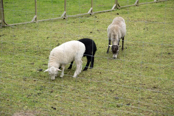羊 免版税图库图片