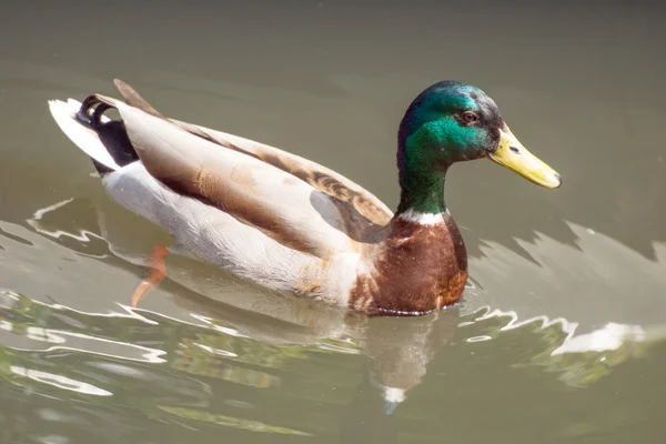 Duck — Stock Photo, Image