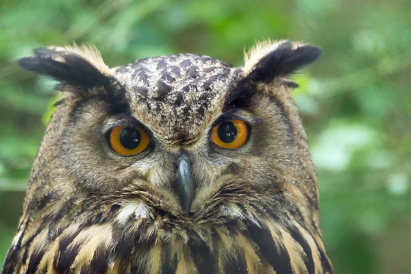 Owl with big eyes