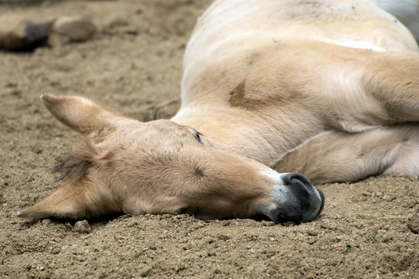 Foal — Stock Photo, Image