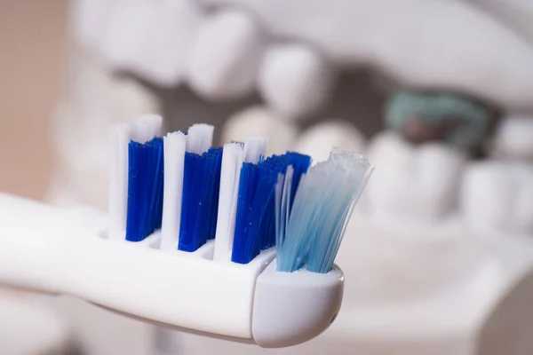 Teeth made of plaster — Stock Photo, Image