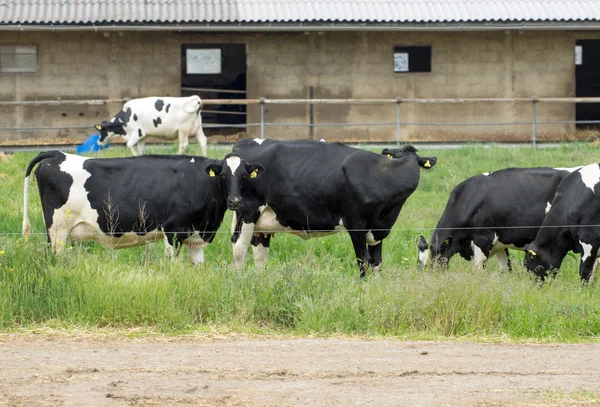 Vacas — Foto de Stock