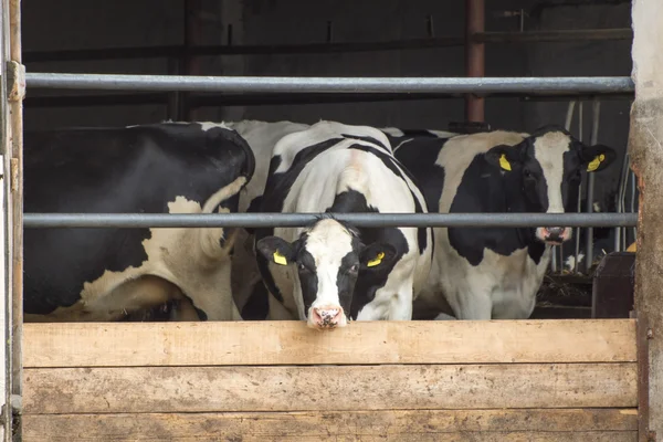 Vacas — Foto de Stock