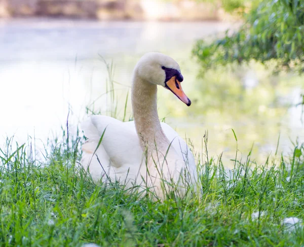 Swan — Stock Photo, Image