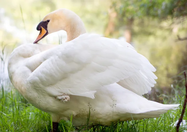 Swan — Stock Photo, Image