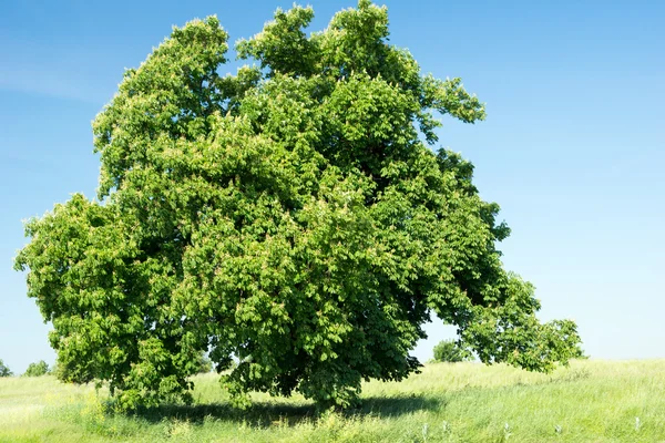 Tree — Stock Photo, Image