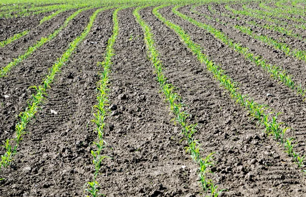 Corn plants — Stock Photo, Image