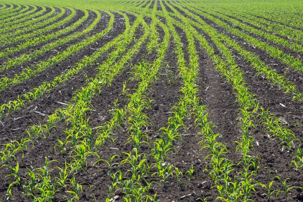 Corn plants — Stock Photo, Image