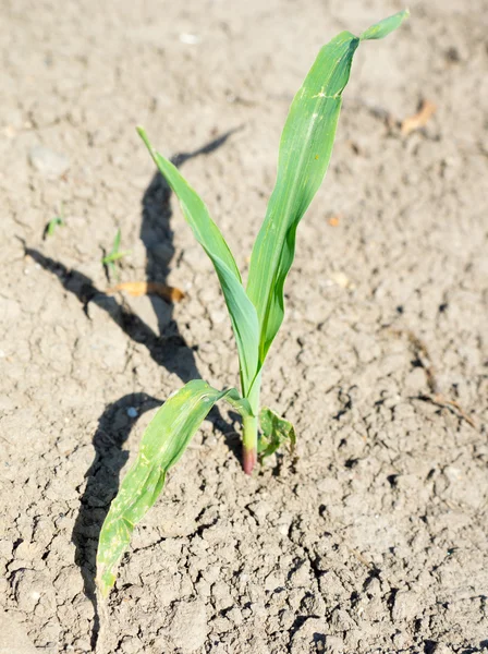 Planta de maíz —  Fotos de Stock