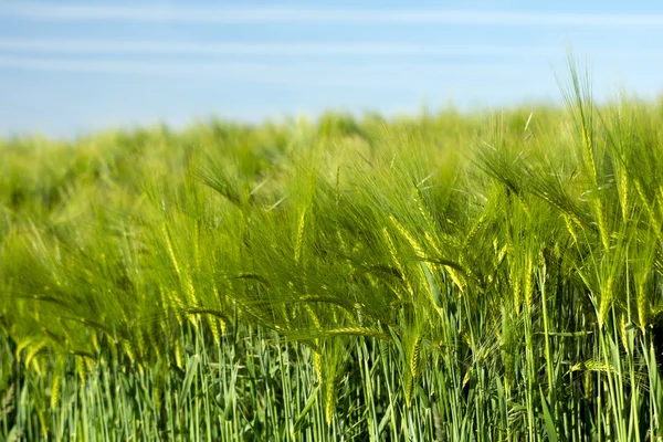 Barley field Stock Image