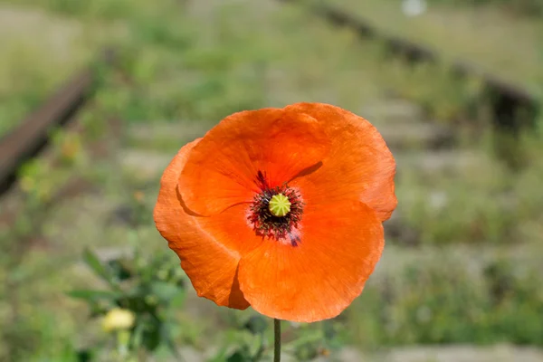 Papaver Stockfoto