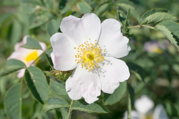 Flower Stock Photo