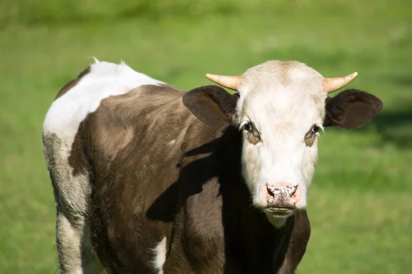 Vaca en la naturaleza — Foto de Stock
