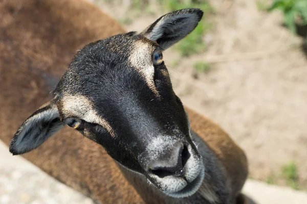 Caprino — Foto de Stock