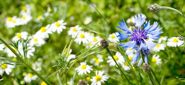 Kornblume — Stockfoto