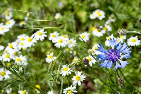 Cornflower — Stock Photo, Image